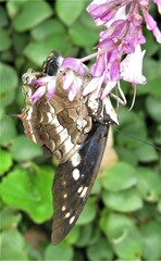 Charaxes ethalion ethalion