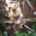 Lemurorchis madagascariensis - Photo (c) Landy Rita, some rights reserved (CC BY-NC), uploaded by Landy Rita