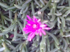 Delosperma cooperi