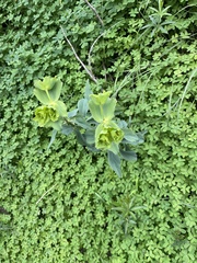 Euphorbia serrata