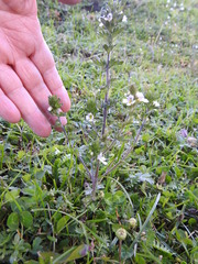 Euphrasia officinalis