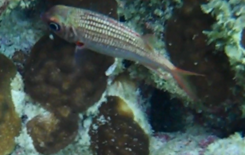 Neoniphon vexillarius