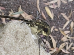 Cocytius antaeus