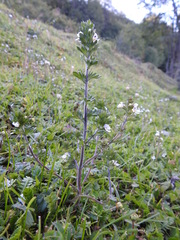 Euphrasia officinalis