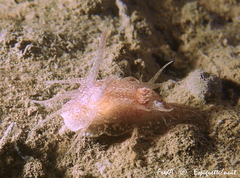 Okenia pulchella