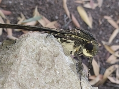 Cocytius antaeus