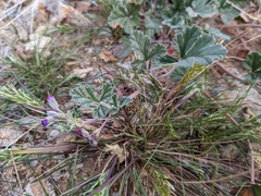 Erodium texanum