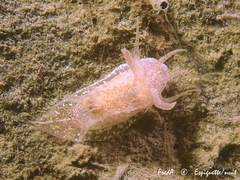 Okenia pulchella