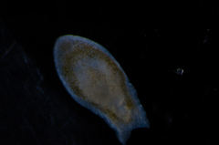 Acoelomorpha