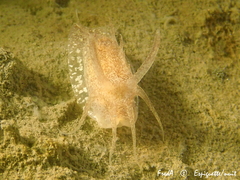 Okenia pulchella