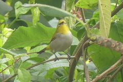 Zosterops palpebrosus