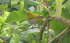 Zosterops palpebrosus