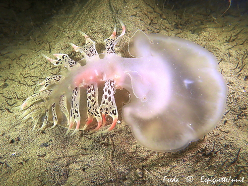 Tethys fimbria Linnaeus, 1767