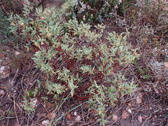 Hermannia lavandulifolia