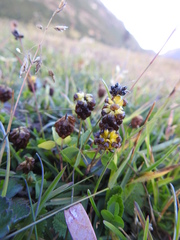 Trifolium spadiceum