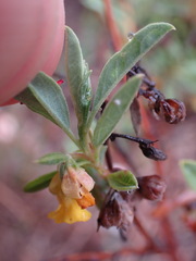 Hermannia lavandulifolia