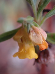Hermannia lavandulifolia
