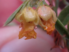 Hermannia lavandulifolia