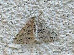 Phigalia strigataria