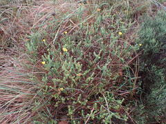 Oedera squarrosa