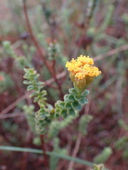 Oedera squarrosa