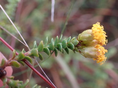 Oedera squarrosa