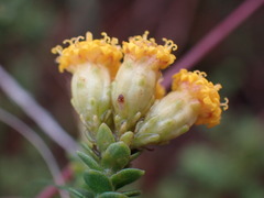 Oedera squarrosa
