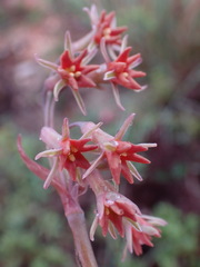 Tulbaghia capensis