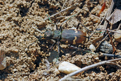 Cicindela sylvicola