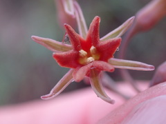 Tulbaghia capensis