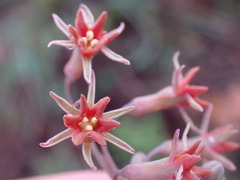 Tulbaghia capensis