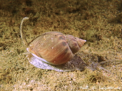 Tritia mutabilis