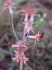 Tulbaghia capensis