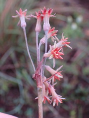 Tulbaghia capensis