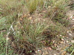 Cymbopogon pospischilii