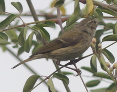 Phylloscopus trochiloides