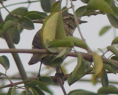Phylloscopus trochiloides