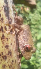 Pristimantis penelopus