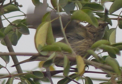 Phylloscopus trochiloides