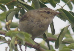 Phylloscopus trochiloides