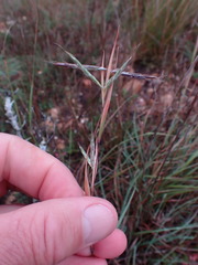 Cymbopogon pospischilii