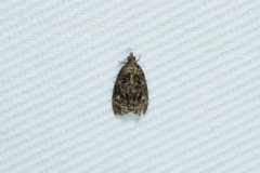 Gatesclarkeana idia