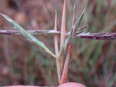 Cymbopogon pospischilii