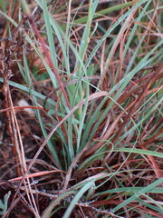 Cymbopogon pospischilii