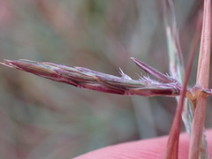 Cymbopogon pospischilii
