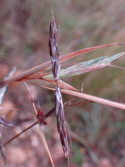 Cymbopogon pospischilii