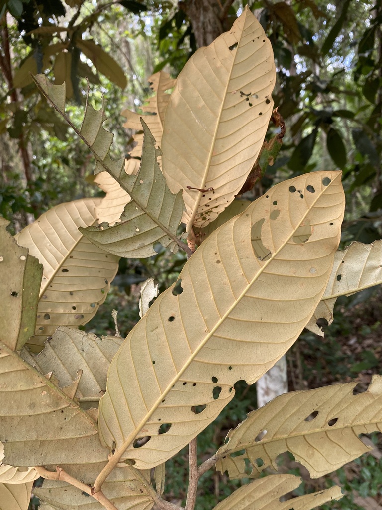 Couepia schottii