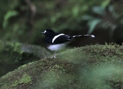 Enicurus leschenaulti