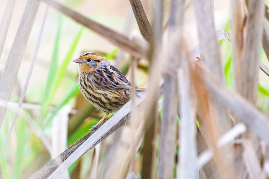 LeConte's Sparrow