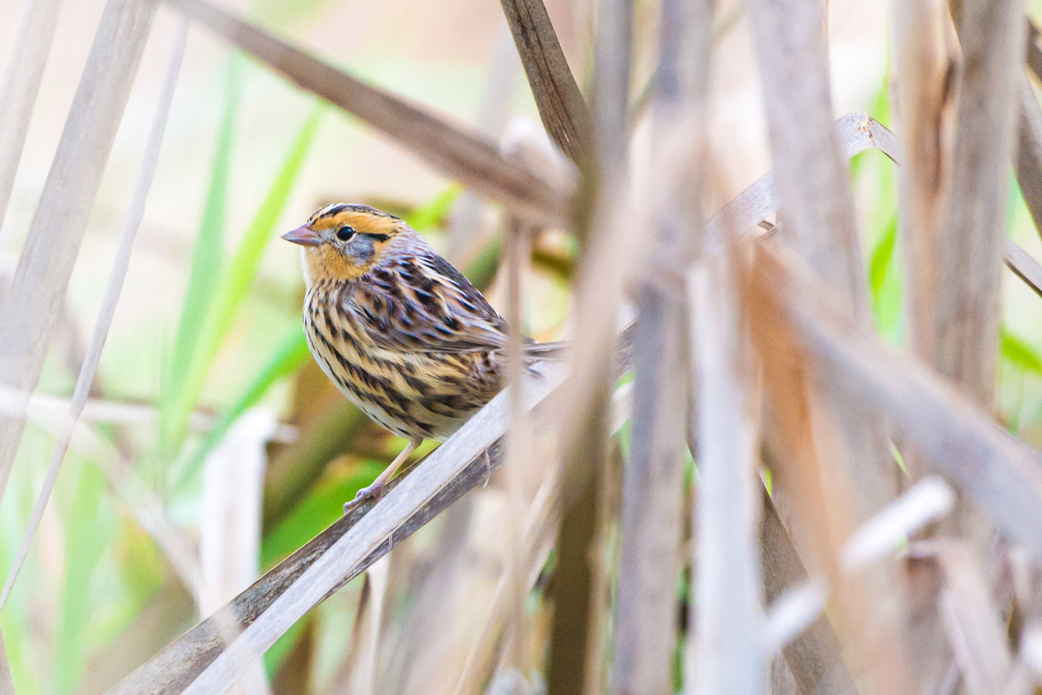 LeConte's Sparrow (Ammospiza leconteii)